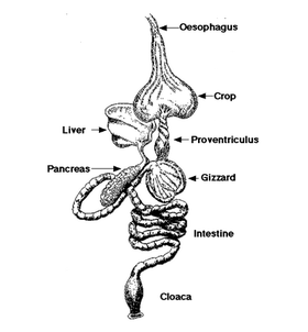 Comparison of the Digestive System - Home